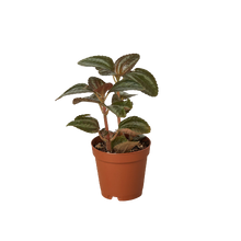 Load image into Gallery viewer, Pilea &#39;Bronze&#39;