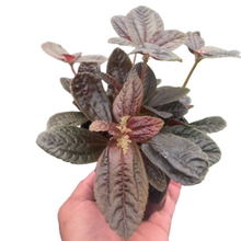 Load image into Gallery viewer, Pilea &#39;Chocolate&#39;