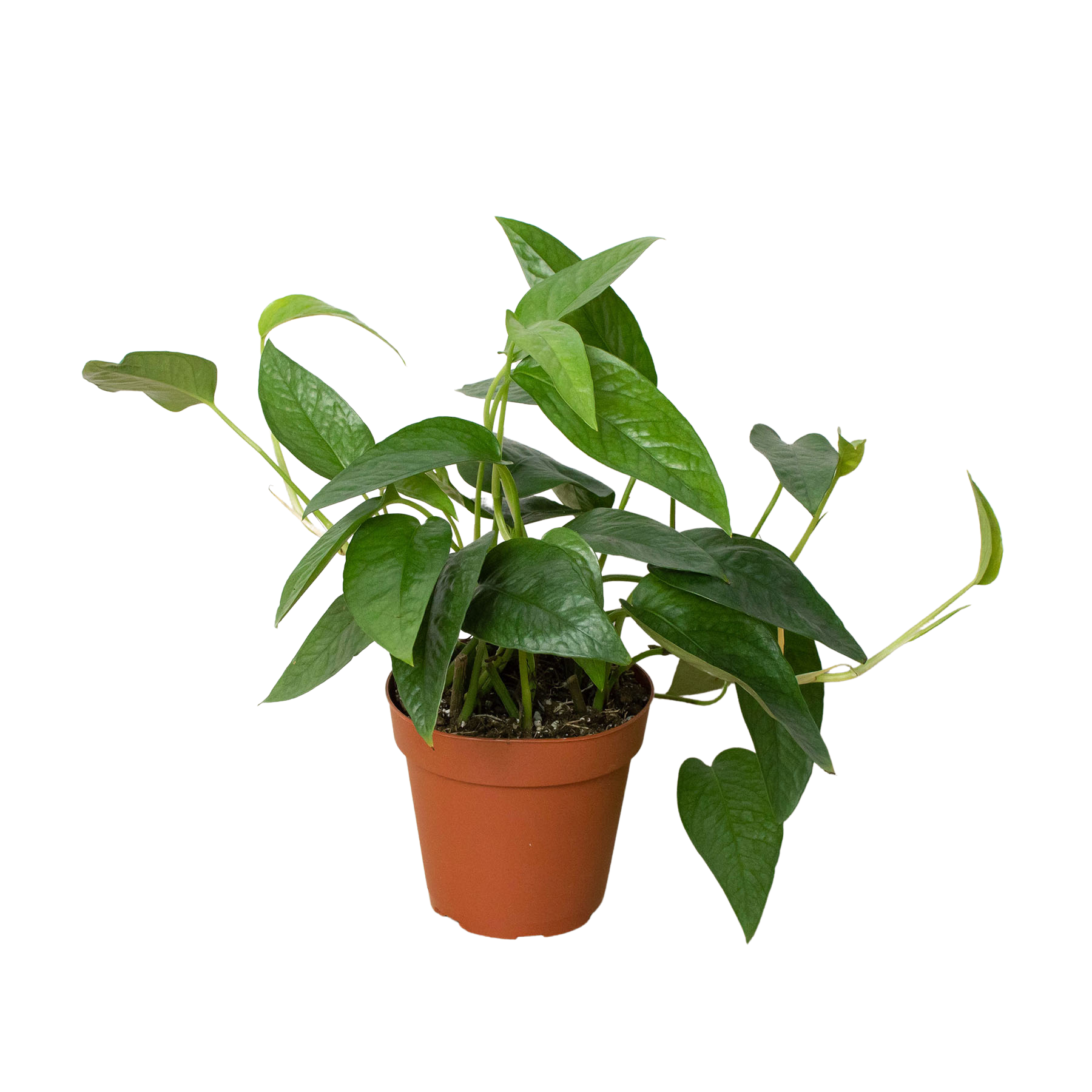 cebu pothos plant Cebu Blue Pothos (Epipremnum Pinnatum)