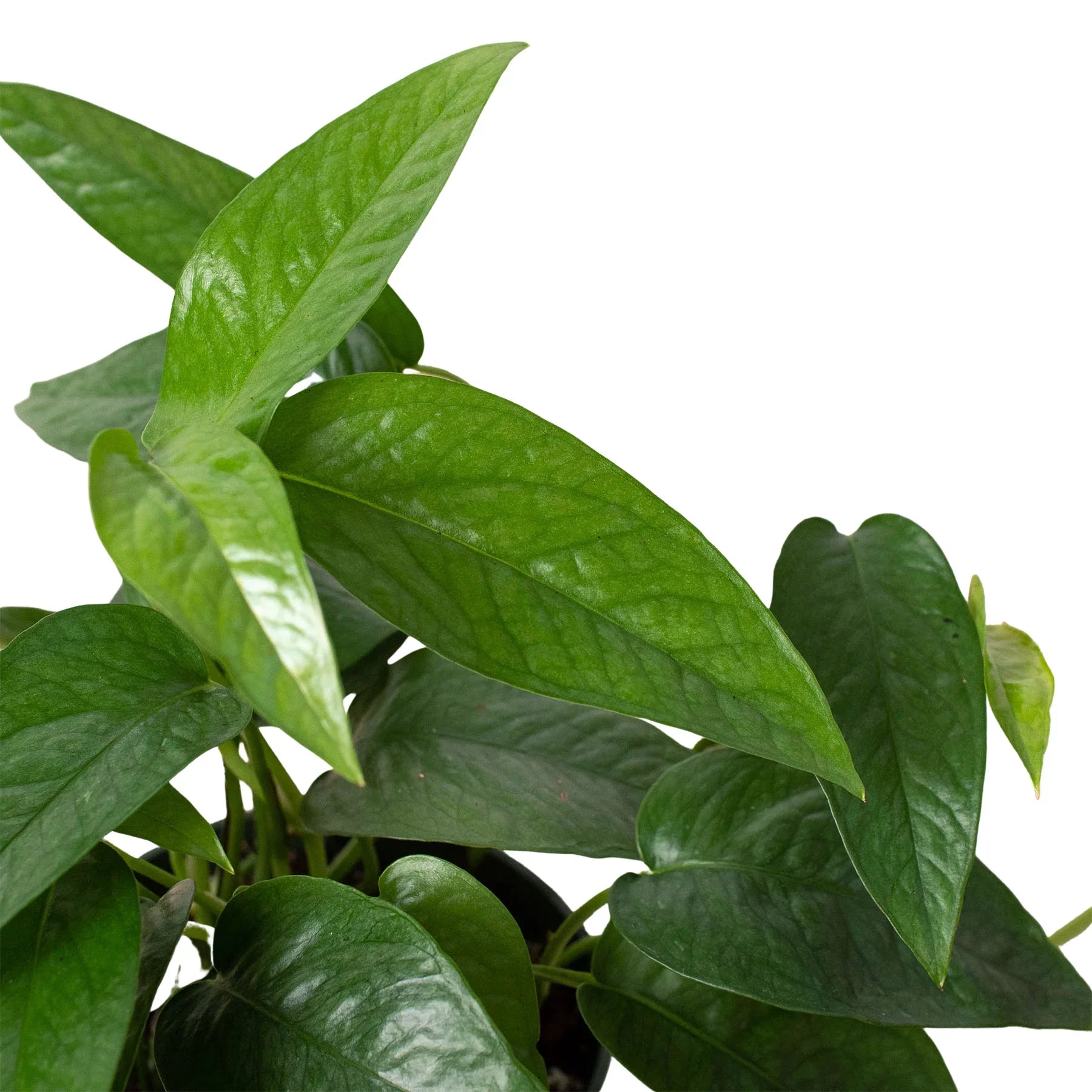 cebu blue pothos Pothos 'Cebu Blue' – Mickey Hargitay Plants