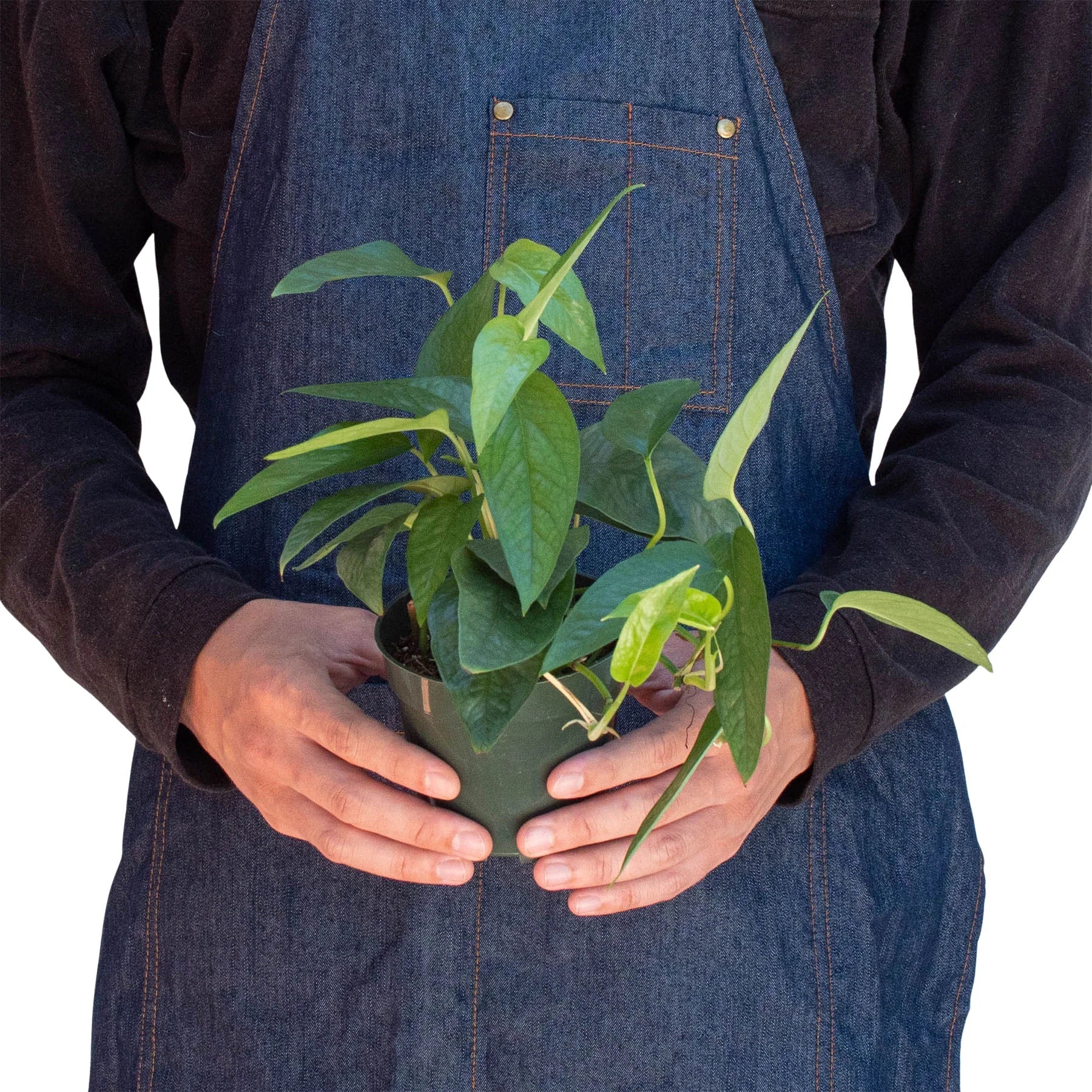 pothos cebu blue Pothos 'Cebu Blue' – Mickey Hargitay Plants