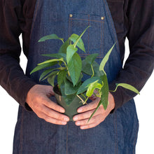 Load image into Gallery viewer, Pothos &#39;Cebu Blue&#39;