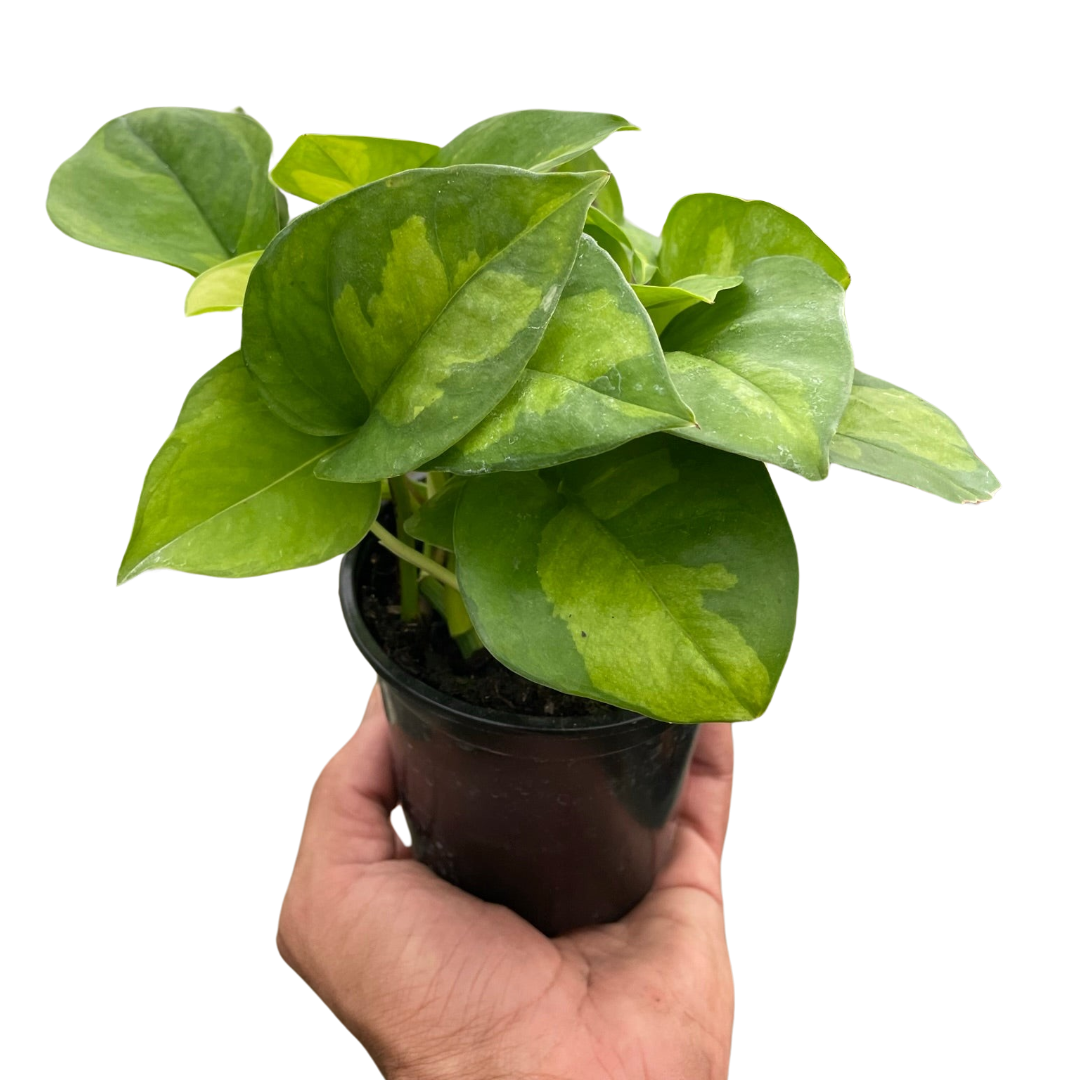 pothos plant buy Pothos 'Global Green' – Mickey Hargitay Plants