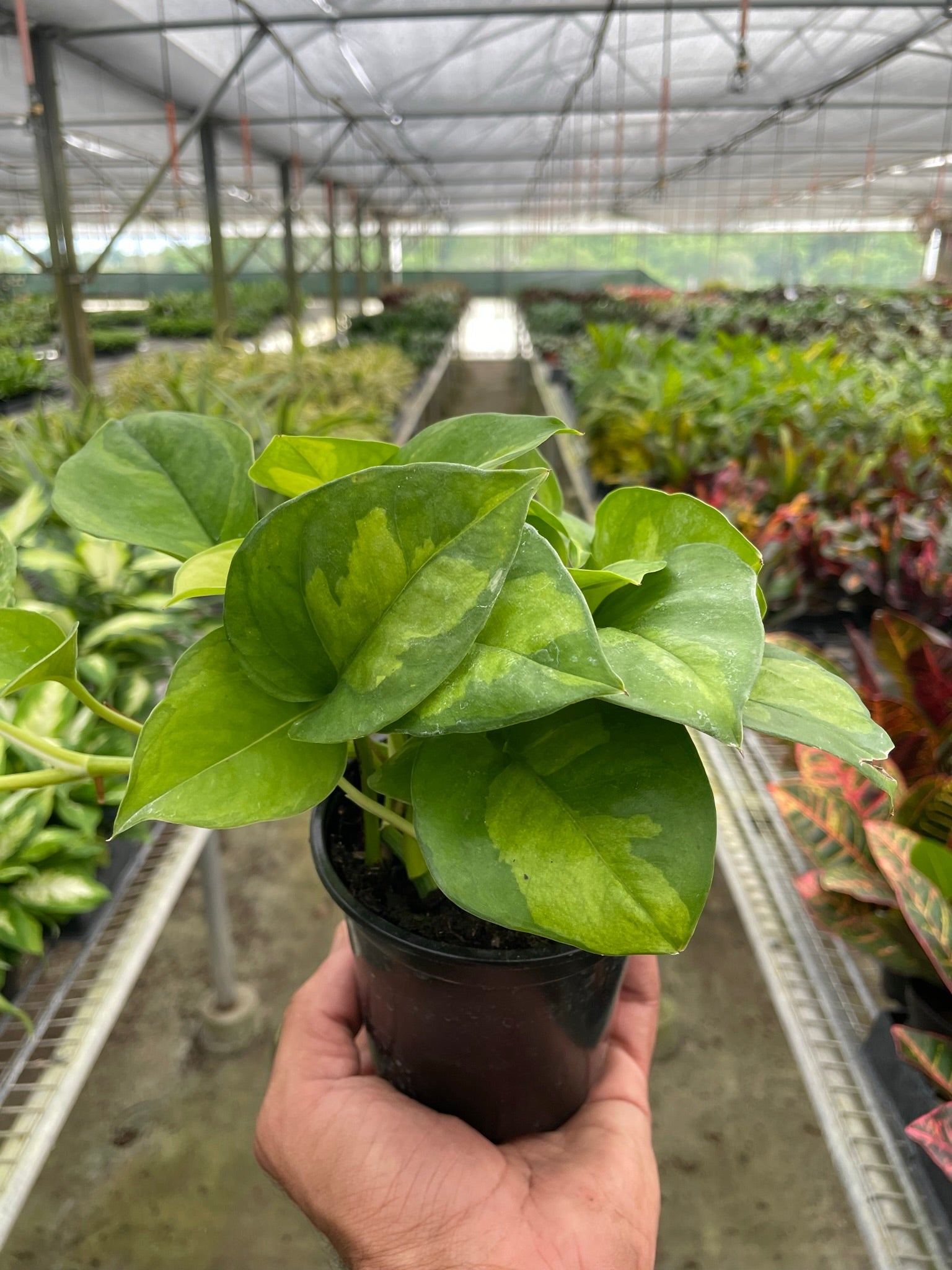 global green pothos vs emerald pothos Pothos 'Global Green'