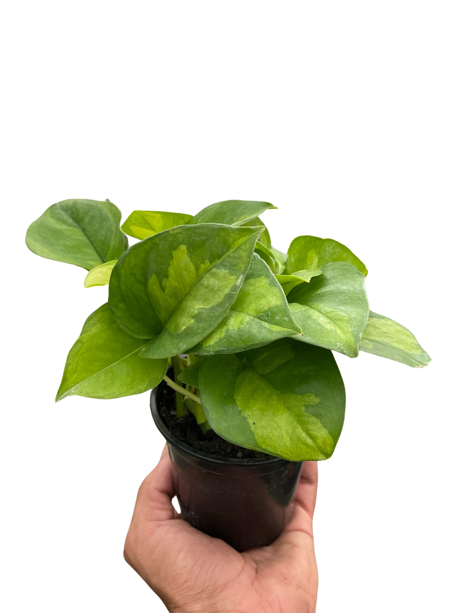 global pothos Pothos 'Global Green'