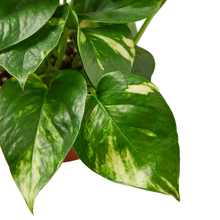 Load image into Gallery viewer, Pothos &#39;Golden&#39;