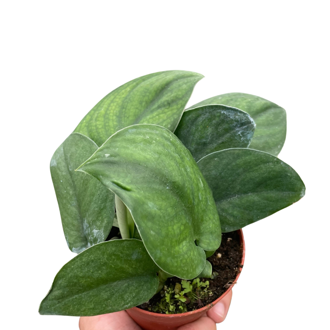 thick pothos Pothos Jade Satin