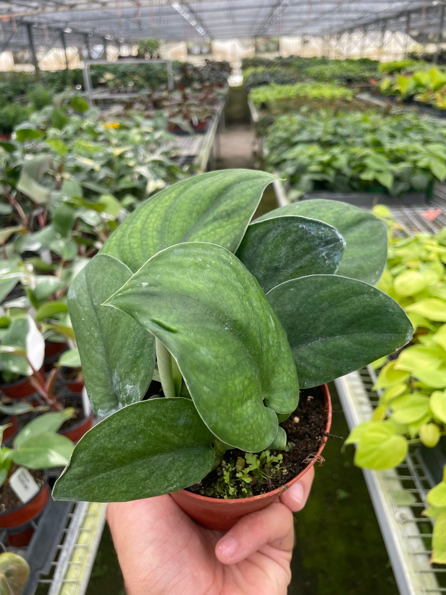 jade satin pothos for sale Pothos Jade Satin