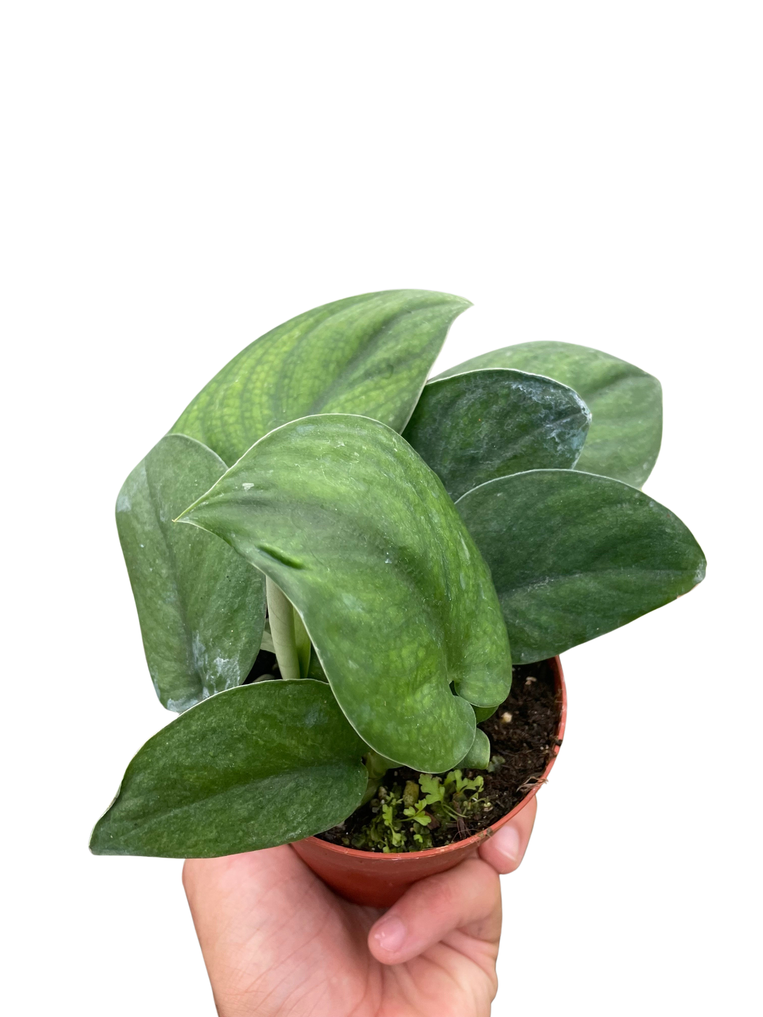 pothos satin plant Pothos Jade Satin – Mickey Hargitay Plants