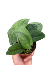 Load image into Gallery viewer, Pothos Jade Satin