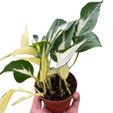 Load image into Gallery viewer, Pothos &#39;Mutant Manjula&#39;