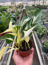 Load image into Gallery viewer, Pothos &#39;Mutant Manjula&#39;