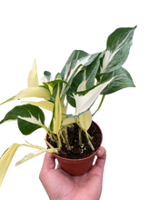 Load image into Gallery viewer, Pothos &#39;Mutant Manjula&#39;