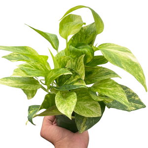 mixed pothos Pothos 'Neon Queen'