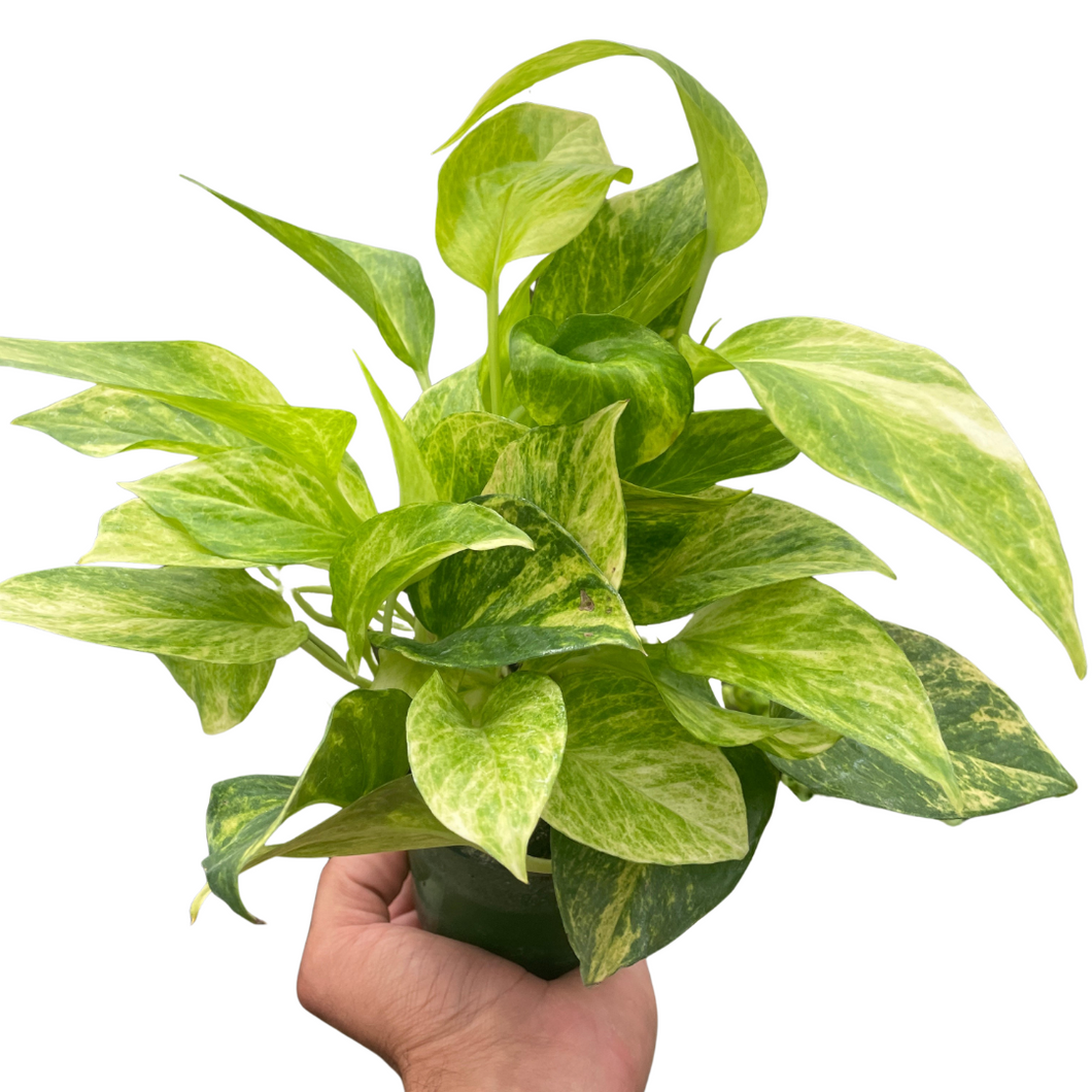 pothos alykes Pothos 'Neon Queen' – Mickey Hargitay Plants