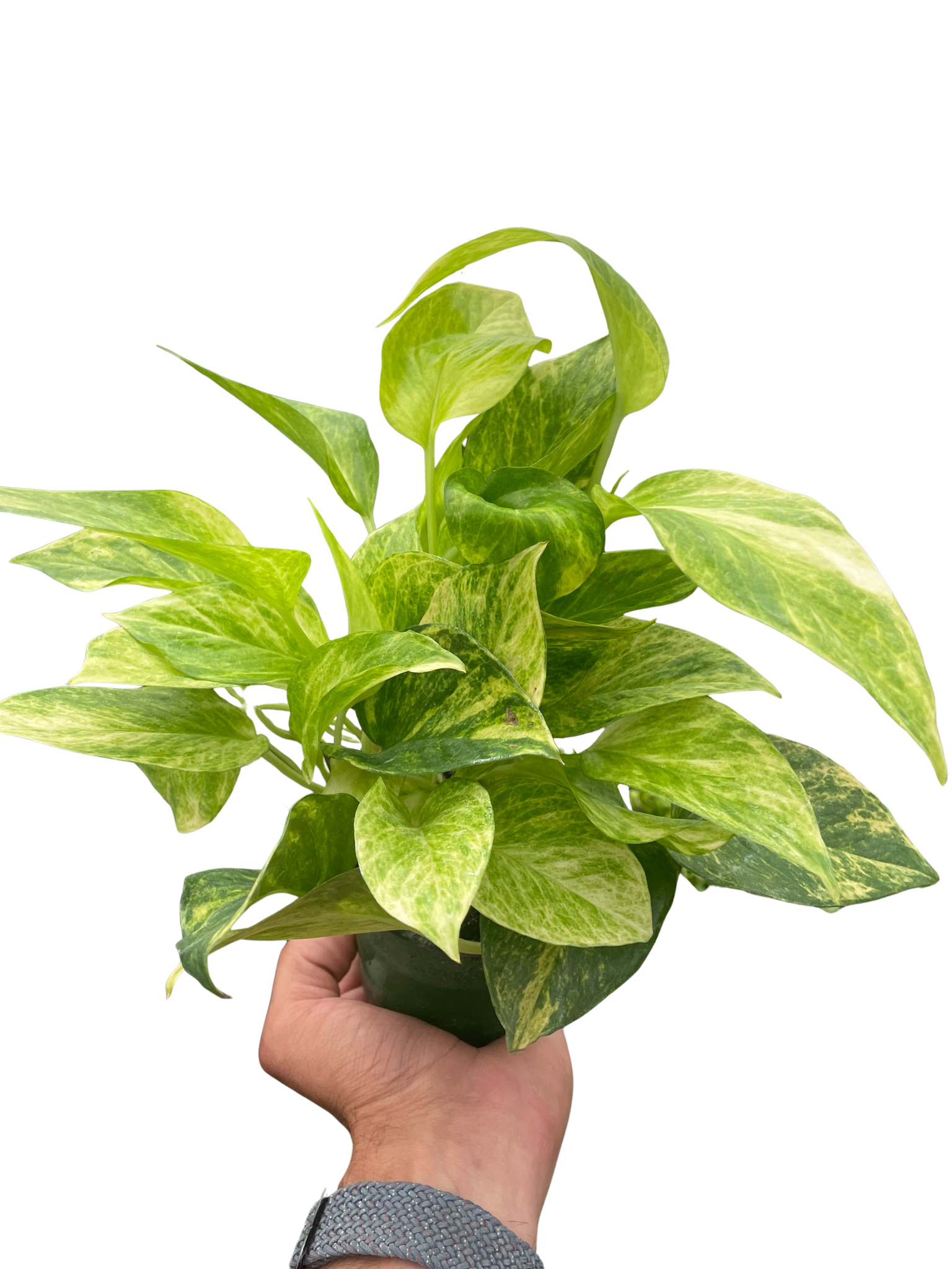 neon njoy pothos Pothos 'Neon Queen' – Mickey Hargitay Plants