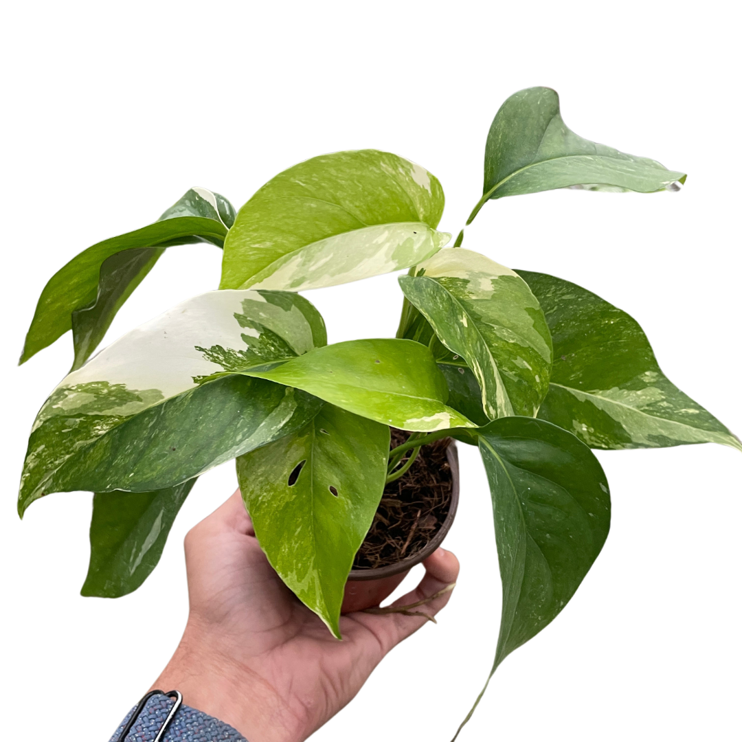 green pothos name Pothos 'Albo Variegata'