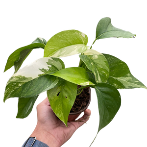 pothos pinnatum variegata Pothos 'Albo Variegata'