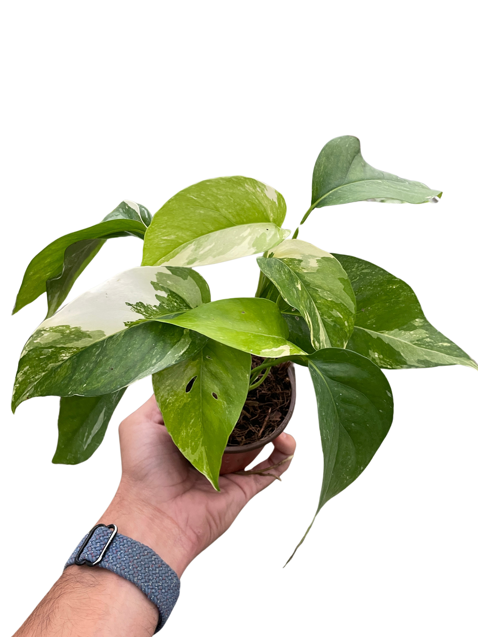 variegated golden pothos Pothos 'Albo Variegata' – Mickey Hargitay Plants