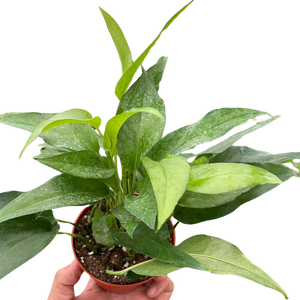 Pothos Skeleton Key