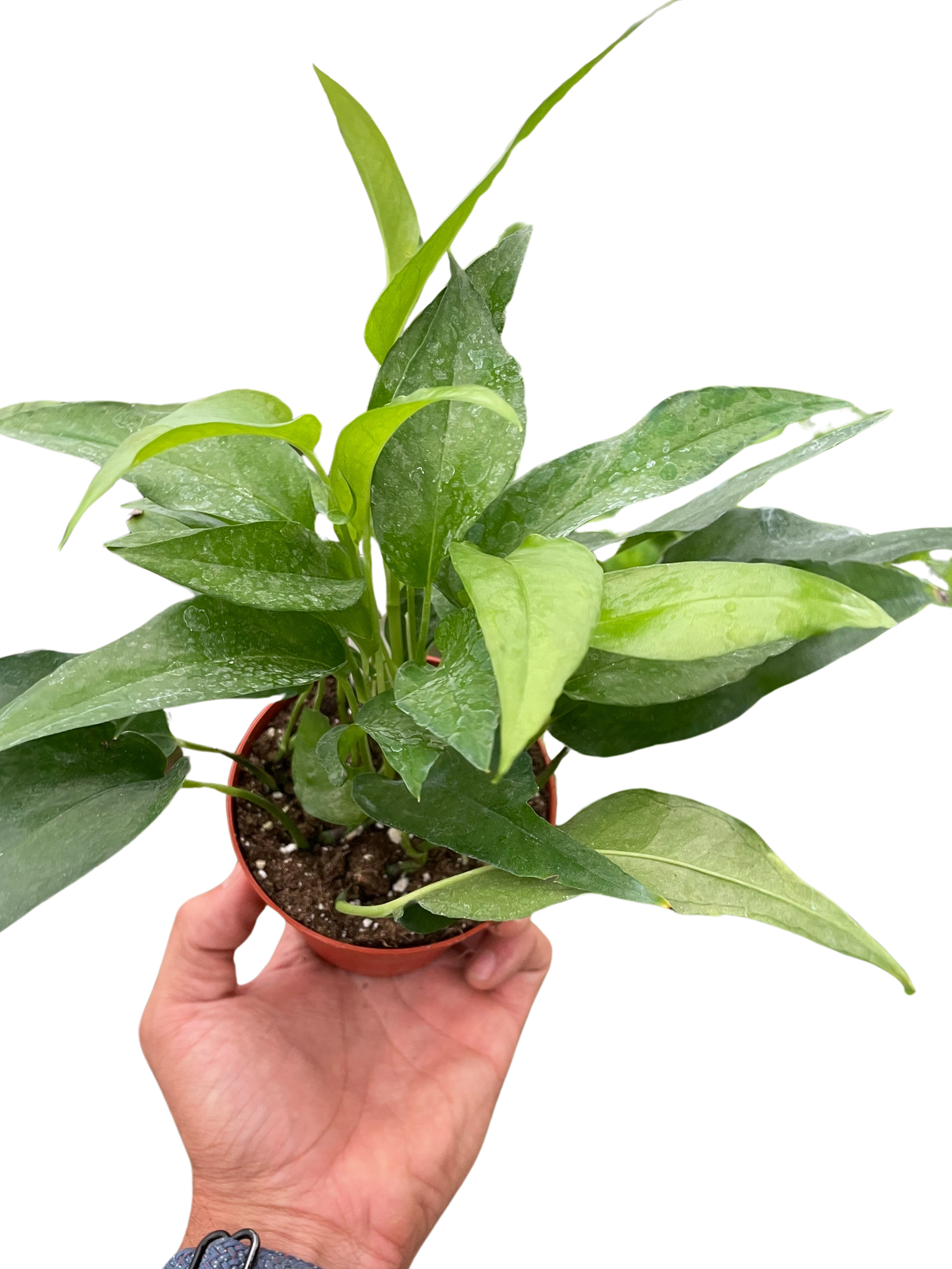 skeleton key pothos for sale Pothos Skeleton Key – Mickey Hargitay Plants
