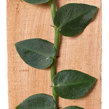 Load image into Gallery viewer, Rhaphidophora &#39;Hayi&#39; (Shingle Plant)
