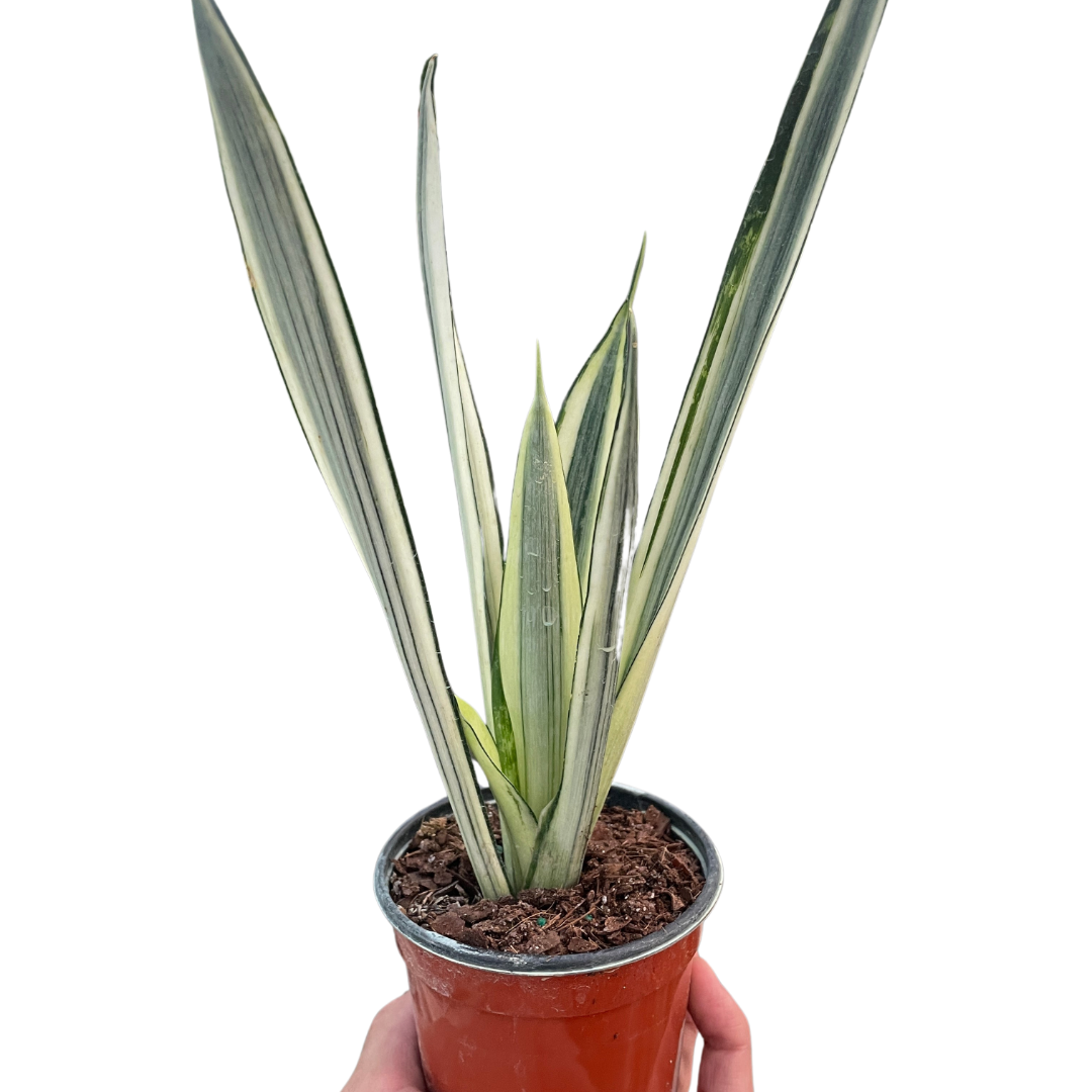 snake plant botanical name Snake 'Bantel's Sensation' – Mickey Hargitay Plants