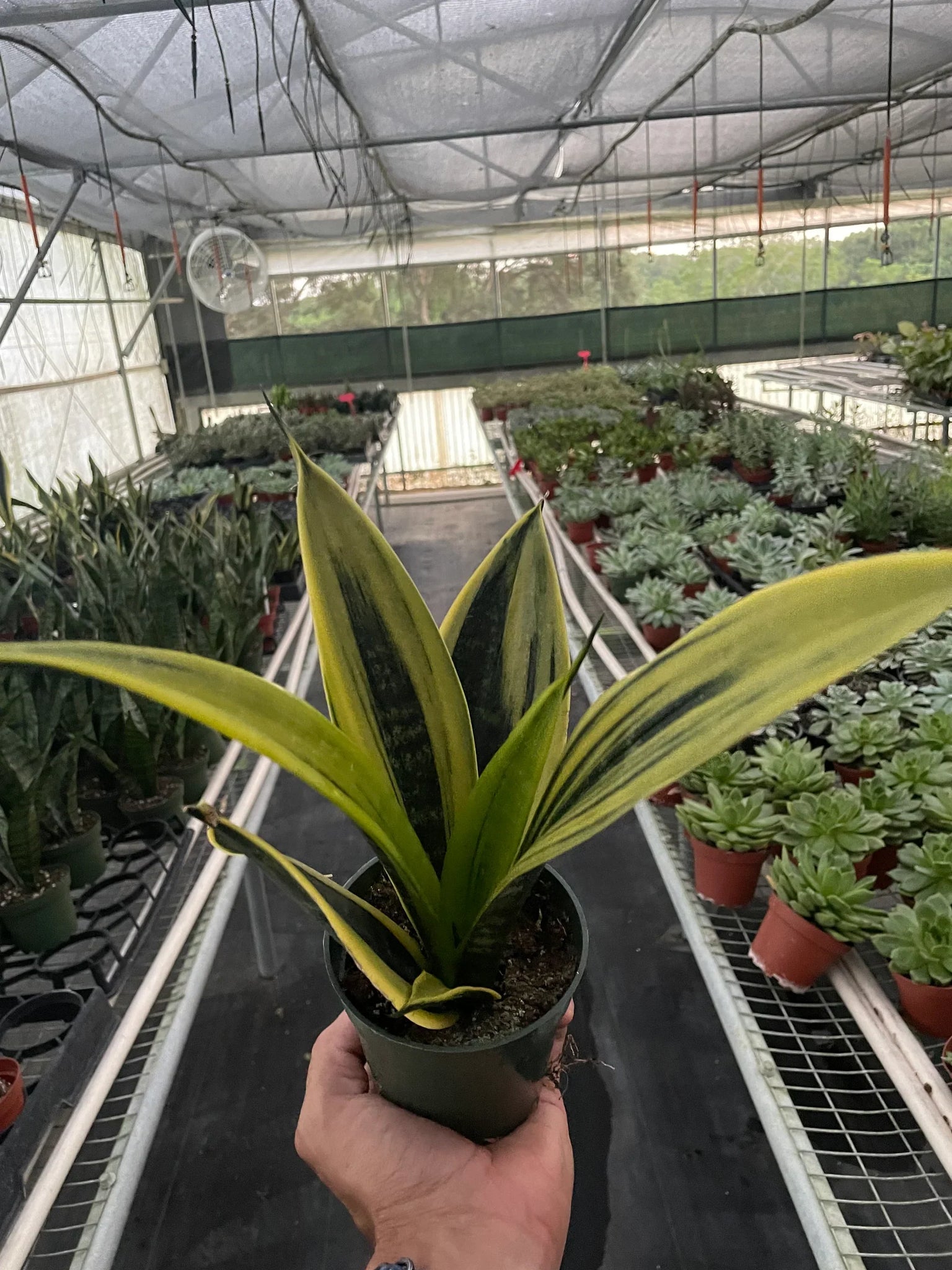 snake plant gold flame Snake 'Gold Flame' – Mickey Hargitay Plants