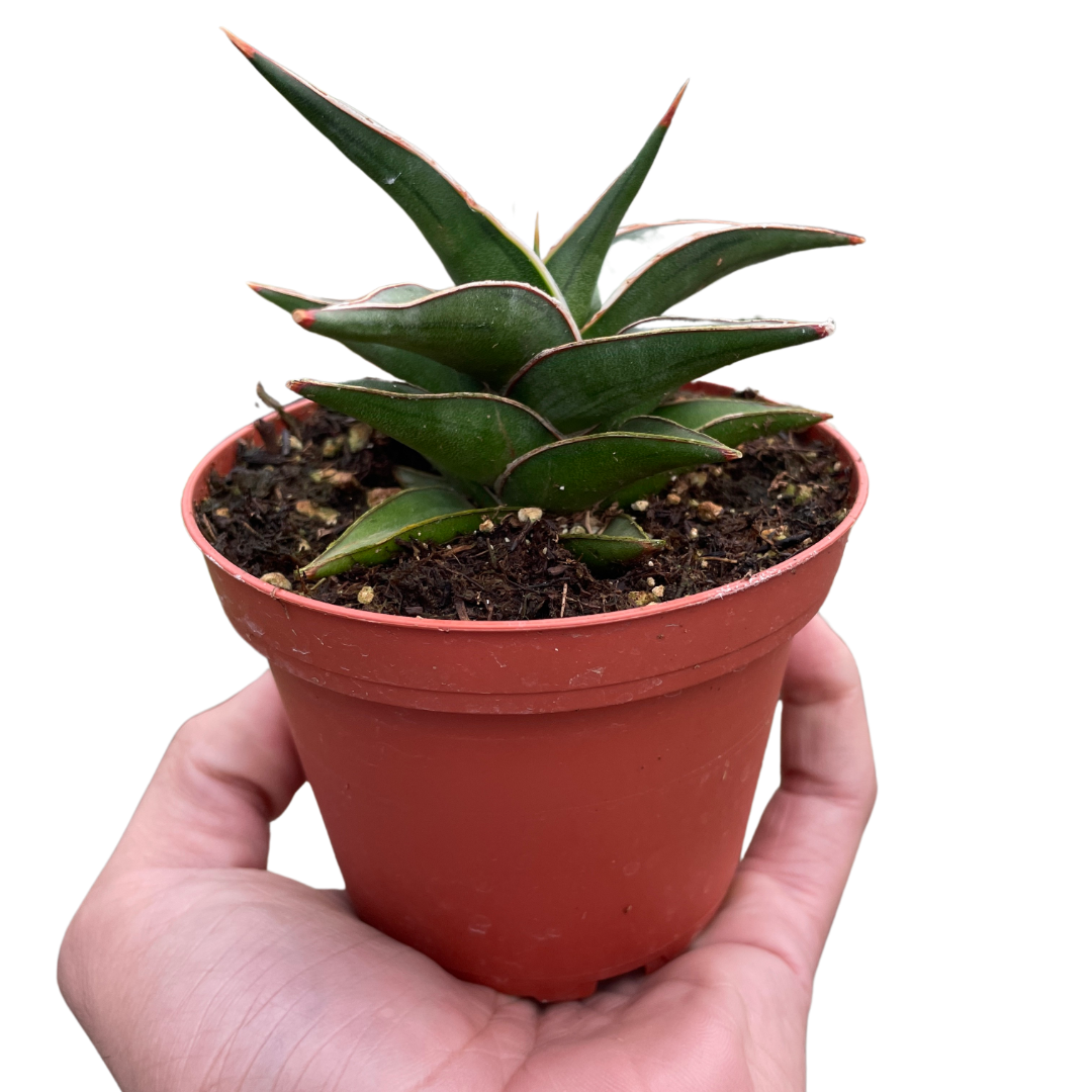 common sansevieria Snake 'Lavranos'