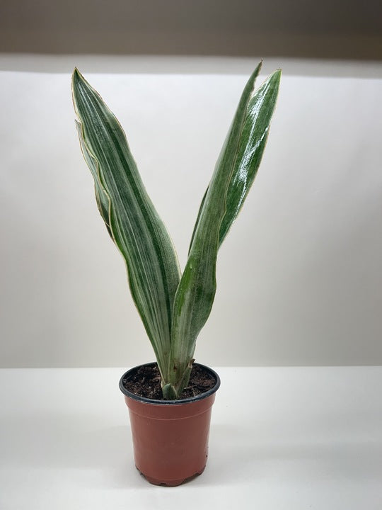 metallica snake plant Snake Plant 'Sayuri' – Mickey Hargitay Plants