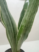 Load image into Gallery viewer, Snake Plant &#39;Sayuri&#39;
