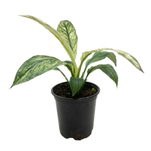 Load image into Gallery viewer, Spathiphyllum Jessica