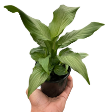 Load image into Gallery viewer, Spathiphyllum &#39;Platinum Mist&#39;