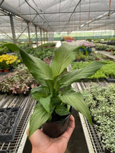 Load image into Gallery viewer, Spathiphyllum &#39;Platinum Mist&#39;