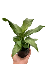 Load image into Gallery viewer, Spathiphyllum &#39;Platinum Mist&#39;
