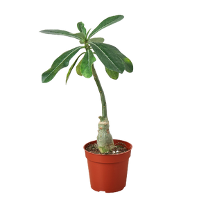 succulent adenium The Snobby Leaf | Succulent Adenium Obesum 'Desert Rose' - 4 inch Pot