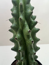 Load image into Gallery viewer, Succulent Cactus Ghost White Boobie