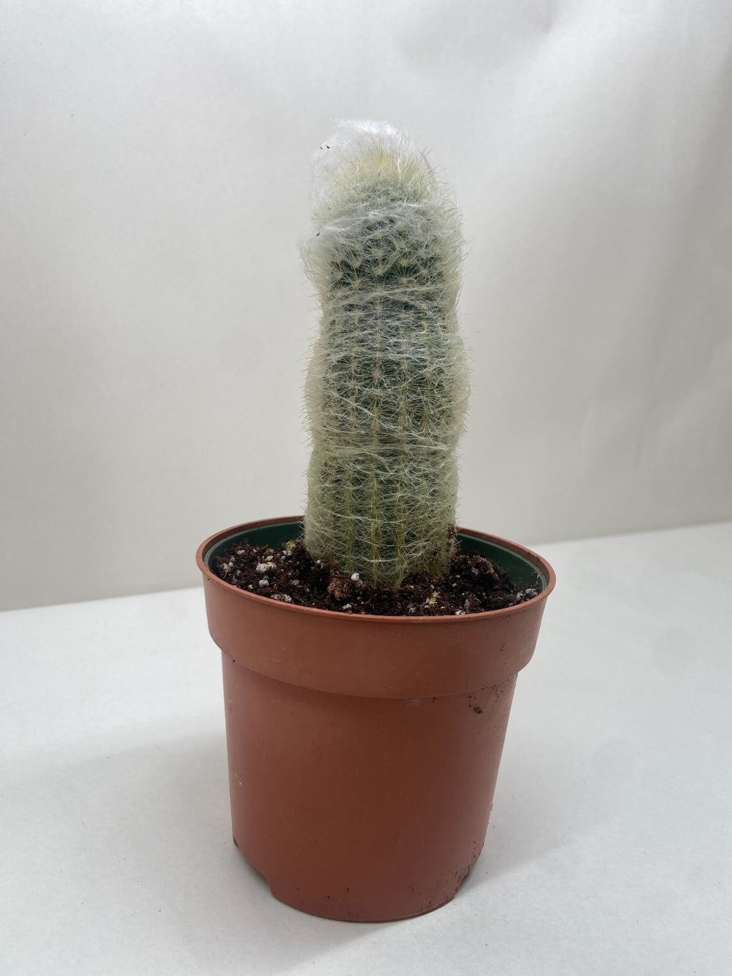 old man succulent Succulent Cactus Old Man