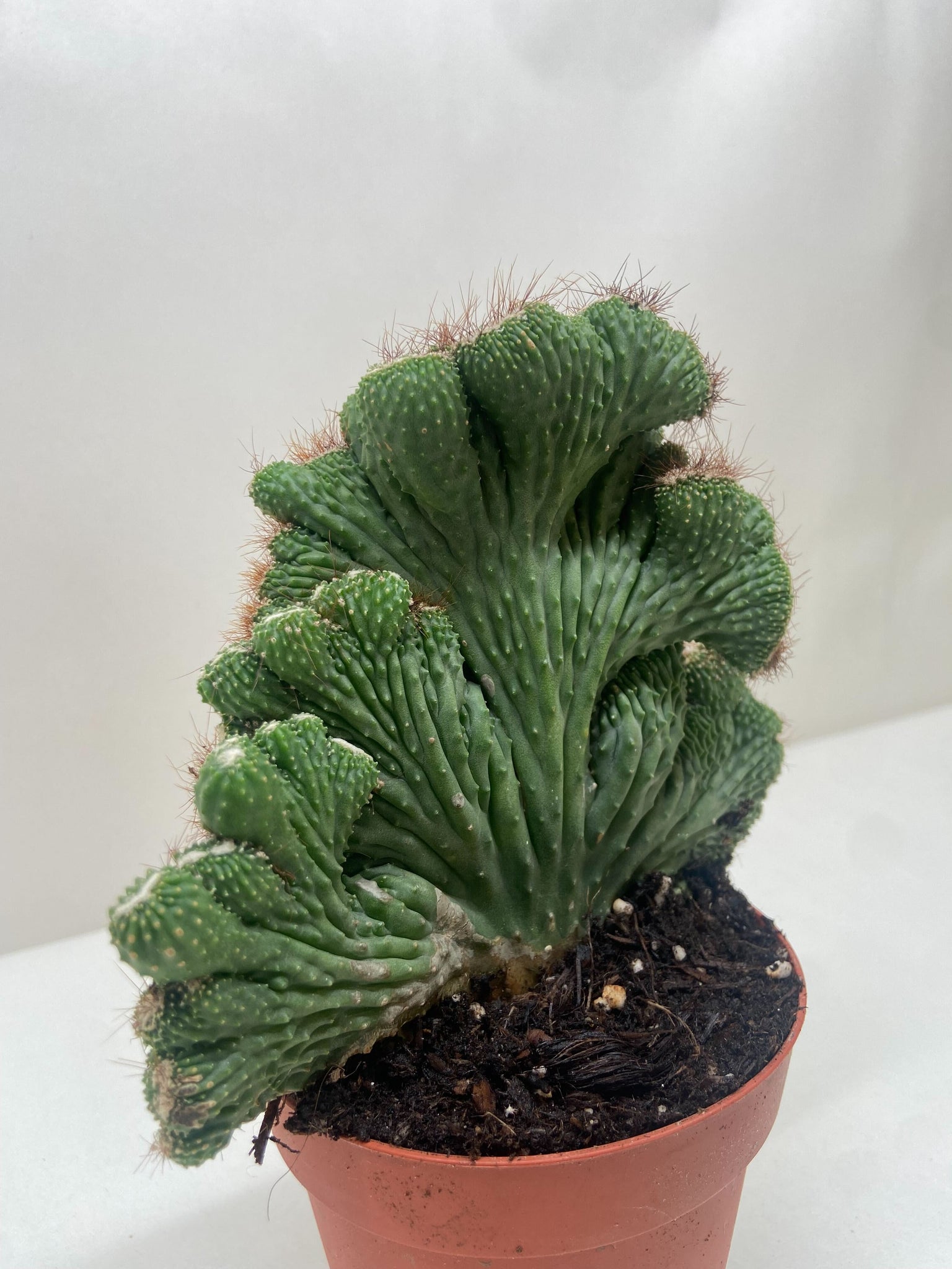succulent that looks like green coral Cereus Coral Green Cactus