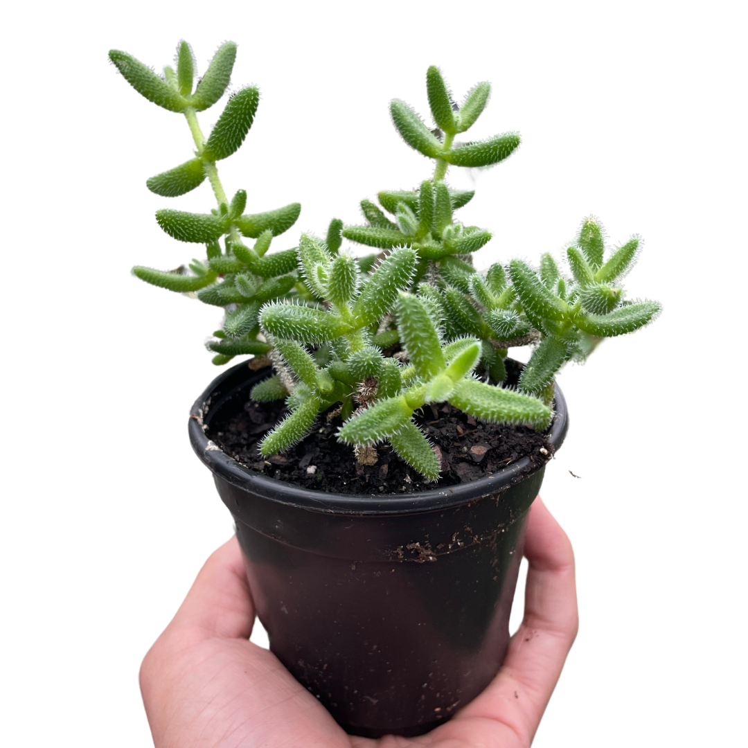 succulent that looks like a pickle Delosperma Echinatum | Pickle Plant | 4" Pot | Easy Care Houseplant