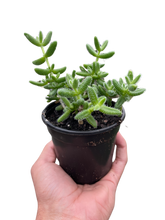 Load image into Gallery viewer, Delosperma echinatum &#39;Pickle Plant&#39;
