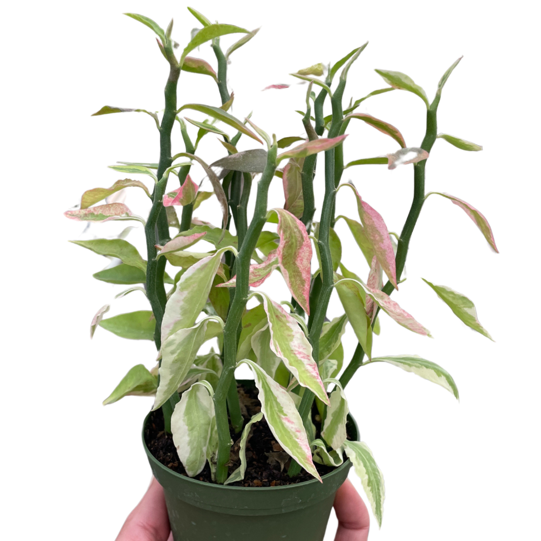 devil's backbone succulent plant Variegated Devil's Backbone Euphorbia – Mickey Hargitay Plants