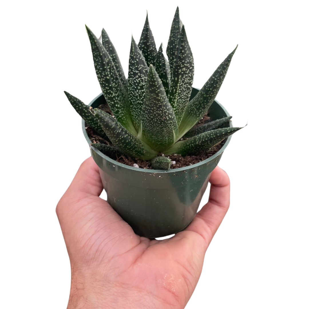 where can i buy a succulent near me 4