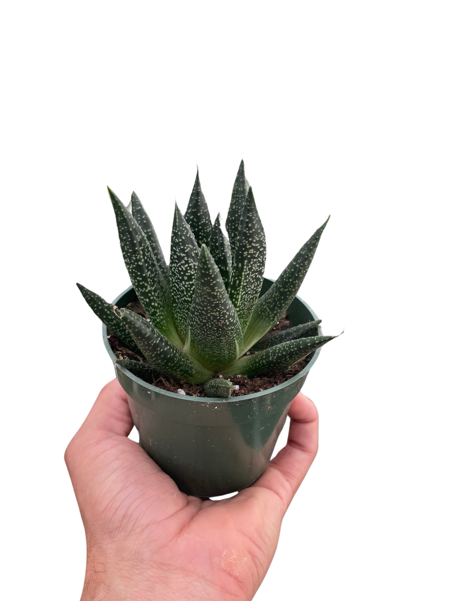 haworthia gasteria succulent Succulent Gasteria Durban – Mickey Hargitay Plants