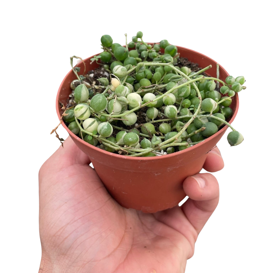 variegated pearls succulent Succulent 'String of Pearls' Variegated
