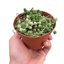 Load image into Gallery viewer, Succulent &#39;String of Pearls&#39; Variegated