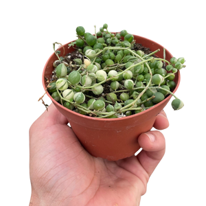 Succulent 'String of Pearls' Variegated