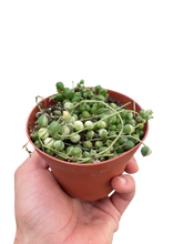 Load image into Gallery viewer, Succulent &#39;String of Pearls&#39; Variegated