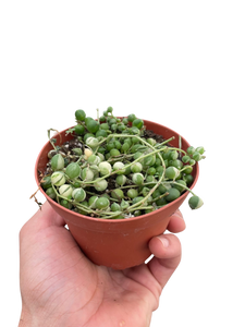 Succulent 'String of Pearls' Variegated