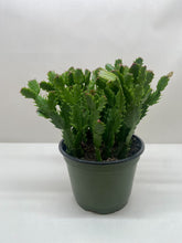 Load image into Gallery viewer, Zygocactus &#39;Christmas Cactus&#39;